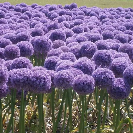 Pacific Ocean View Comfortable Vakantiehuis Bergen aan Zee